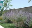 Salvia Pozo Blue in an overwatered flower bed in Bakersfield. This sage will grow in most of California. - grid24_24
