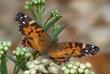 West Coast lady Butterfly on Baccharis douglasii Marsh Baccharis - grid24_24