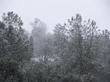 Pinus sabiniana, Gray Pine, is here during a snow storm, in the central coast ranges of California.  - grid24_24