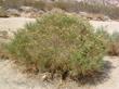 In this landscape photo of Lepidospartum squamatum, Scale Broom, you can its form, height, and natural habitat. - grid24_24
