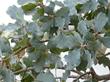Quercus douglasii, Blue oak - grid24_24