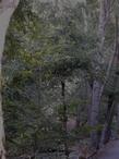Here Alnus rhombifolia, White Alder, is growing along Santa Rosa creek, near Cambria, California, in the early 1980's.   This was surrounded by Cambria Pines in a closed coned forest. - grid24_3