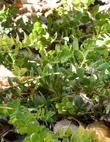 Arctostaphylos purissima manzanita - grid24_3