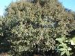 Quercus chrysolepis is known as a lot of names, some include Canyon Live Oak, Maul Oak, Iron Oak, Hickory Oak, Goldenleaf Oak and Goldencup Oak
 - grid24_3