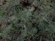 A closeup of the leaves and leaf patterns of Artemisia californica Canyon Gray, Canyon Grey Trailing Sagebrush - grid24_3