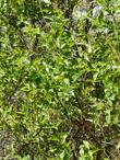 A closeup photo of Cephalanthus occidentalis, California Buttonwillow, showing the pattern of growth.  - grid24_3