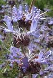 Salvia Pozo Blue sage will grow in most of California. - grid24_3