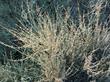 Ephedra californica, California Ephedra, is a primitive plant and grows in dry areas of California. - grid24_3