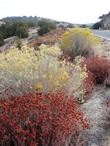 Eriogonum fasciculatum var. polifolium, Interior Buckwheat growing along Hwy 58 at edge of Carrizo plains. - grid24_3