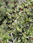 Ribes quercetorum Yellow Gooseberry - grid24_3
