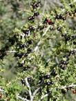 Ribes quercetorum Yellow Gooseberry - grid24_24