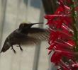 Landing gear down, and coming in for a sip of nectar from the flowers of Lobelia cardinalis, Cardinal Flower, is a unidentified hummingbird.  - grid24_3