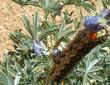 Lupinus excubitus with a Spinhx Moth larva - grid24_3