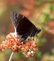 California Buckwheat, Eriogonum fasciculatum foliolosum with a Dusky Wing Butterfly. - grid24_3