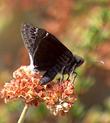 California Buckwheat, Eriogonum fasciculatum foliolosum with a Dusky Wing Butterfly. - grid24_24