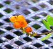 Here is a very old photo of Lonicera subspicata var. subspicata, Santa Barbara Honeysuckle, showing a fruit cluster, with an unusual background.  - grid24_3