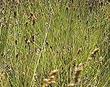 Carex fracta. Fragile Sheath Sedge - grid24_24