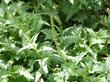 Chenopodium californicum Indian lettuce - grid24_3