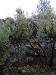Arctostaphylos silvicola,  Ghostly Manzanita as a 30 year old 8 ft. bush. - grid24_24
