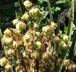 Yucca schidigera - grid24_3