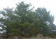 Pinus muricata, Bishop Pine, is found on the coast and in the coastal mountains from forests to chaparral.  - grid24_3