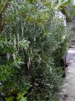 Garrya veatchii Silk Tassel Bush along a walkway - grid24_3