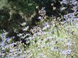Salvia clevelandii Winnifred Gilman with a Hummingbird - grid24_24