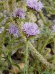 Monardella antonina, Butterfly Mint Bush, has lavender flowers grouped in a head, and a minty fragrance.  - grid24_3