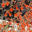 Zauschneria californica Catalina, AKA Epilobium canum, Catalina with an Anna Hummingbird  - grid24_24