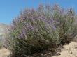 Penstemon incertus, Western Desert Penstemon plants,  grow about two feet tall and wide. VERY showy. - grid24_3