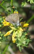 An older photo shows a Hairstreak butterfly, sitting on a plant of Lotus scoparius, Deerweed. - grid24_24