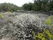 Corethrogyne filaginifolia,  California Corethrogyne as a two foot bush - grid24_24