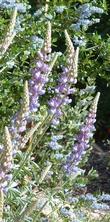 Grape Soda Lupine - grid24_3