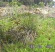 this old picture was taken in San Diego county, in a salt marsh - grid24_3