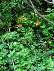 Aquilegia formosa Crimson Columbine, Western Columbine, or  Red Columbine flowers. - grid24_24