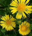 Grindelia stricta venulosa, Coastal Groundcover Gum Plant. (Syn. Grindelia arenicola, G.a. pachyphylla, G.s. procumbens, Grindelia latifolia  var. platyphylla, Grindelia latifolia)  - grid24_3