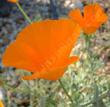 Eschscholzia californica crocea - grid24_24