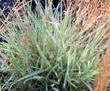 Distichlis spicata, Saltgrass, grows well in areas of salty soil.  - grid24_3