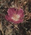 Clarkia amoena (Farewell to Spring or Godetia; syn. Godetia amoena) - grid24_3