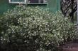 Arctostaphylos obispoensis San Luis Obispo Manzanita on a cold winter morning - grid24_3