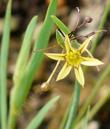 Sisyrinchium elmeri, Small Yellow Eyed Grass - grid24_24