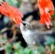 An Anna Hummingbird caught in the act of getting nectar from a Zauschneria californica mexicana - grid24_3