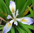 Douglas Iris flower - grid24_3