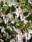 White Leaf manzanita, Arctostaphylos viscida, with flowers. notice  the nectar robbing bees have eaten a hole into each flower. - grid24_3