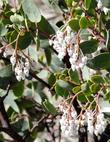 White Leaf manzanita, Arctostaphylos viscida, with flowers. notice  the nectar robbing bees have eaten a hole into each flower. - grid24_24