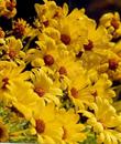 Coreopsis gigantea (Giant Coreopsis) can make a spectacular show on a beach dune setting - grid24_24