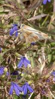 Even the Skipper butterflies love the nectar of the flowers of Lobelia dunnii var. serrata, Dunn's Lobelia. - grid24_3