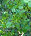 Rhamnus crocea ilicifolia, Hollyleaf Redberry flowers are greenish and liked by bees and flies. - grid24_3