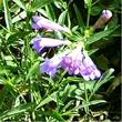We lost this beautiful Penstemon in the early 1990's. Penstemon neotericus,  Keck Penstemon wanted a little more sun and water, less cold. - grid24_24