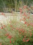 'Hollywood Flame' California Fuchsia with a deer grass behind it. - grid24_24
